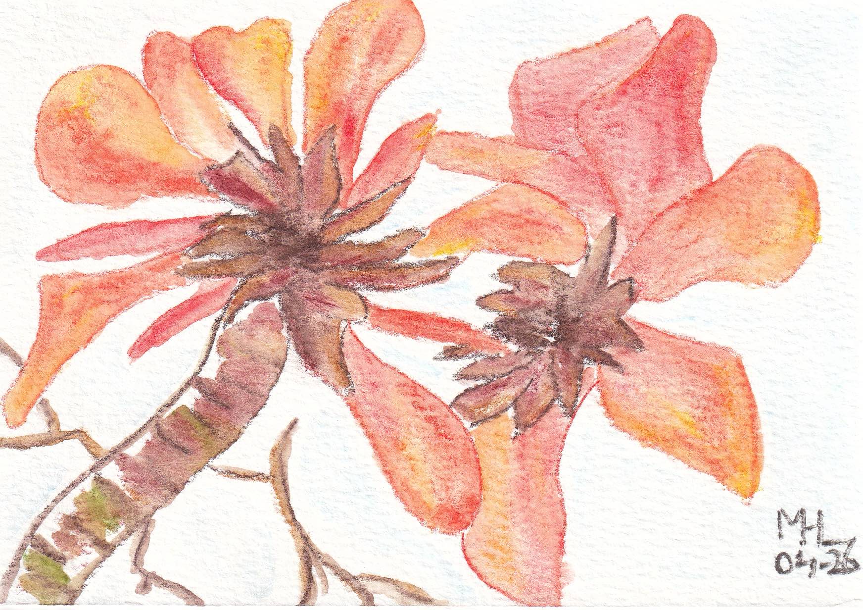 Marc Leeflang / Oranga flowers from Japan