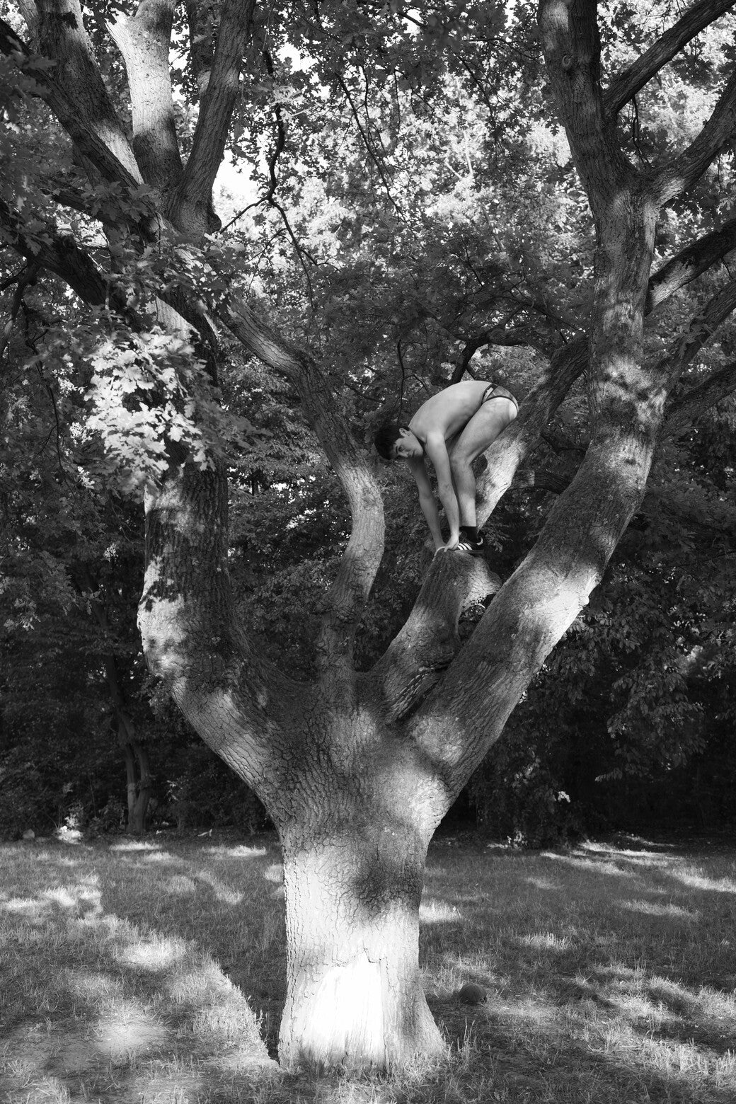 Iñigo Roncal Alonso / Absalon and the tree II