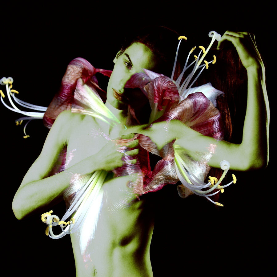 Uwe Frießner / Amaryllis